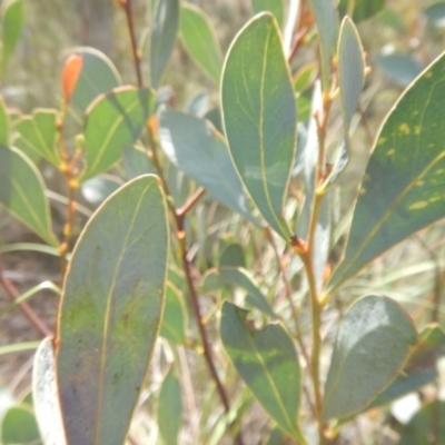 Acacia penninervis var. penninervis (Hickory Wattle) at Black Mountain - 16 Oct 2016 by MichaelMulvaney