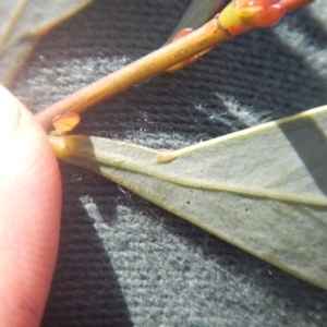 Acacia penninervis var. penninervis at Point 4712 - 16 Oct 2016