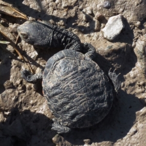 Chelodina longicollis at Gungahlin, ACT - 2 Oct 2016