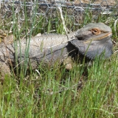 Pogona barbata (Eastern Bearded Dragon) at Gungahlin, ACT - 16 Oct 2016 by Holly7