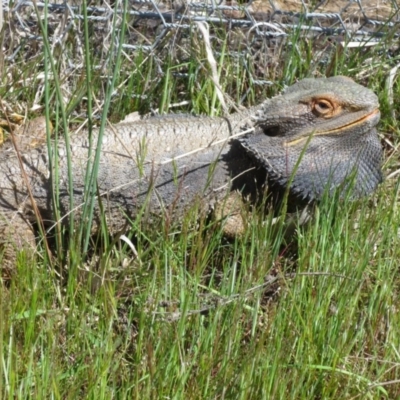 Pogona barbata (Eastern Bearded Dragon) at Gungahlin, ACT - 15 Oct 2016 by Holly7