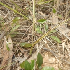 Thelymitra sp. (A Sun Orchid) at Point 4712 - 16 Oct 2016 by MichaelMulvaney