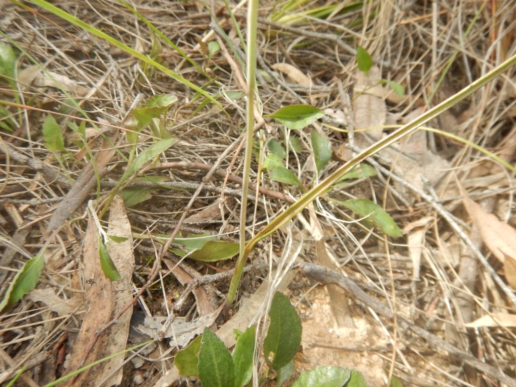 Thelymitra sp. at Canberra Central, ACT - 16 Oct 2016