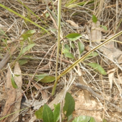 Thelymitra sp. (A Sun Orchid) at Canberra Central, ACT - 16 Oct 2016 by MichaelMulvaney