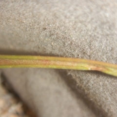 Thelymitra sp. at Point 4712 - suppressed