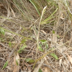 Thelymitra sp. at Point 4712 - suppressed