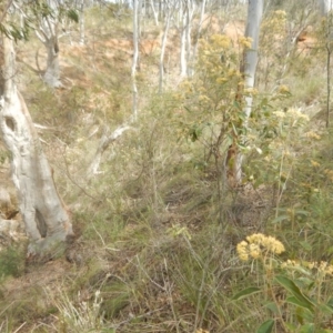 Pomaderris intermedia at Canberra Central, ACT - 16 Oct 2016