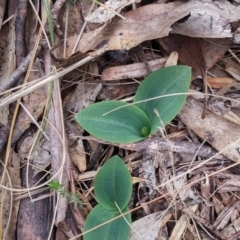 Chiloglottis valida (Large Bird Orchid) at Tinderry, NSW - 16 Oct 2016 by NickWilson