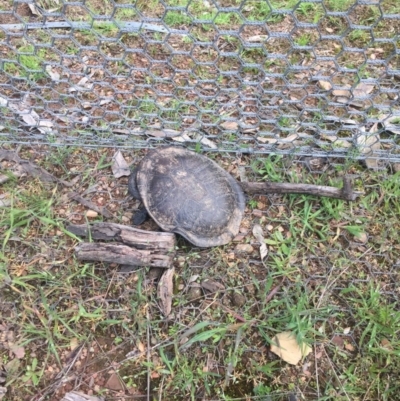 Chelodina longicollis (Eastern Long-necked Turtle) at Gungahlin, ACT - 17 Oct 2016 by JasonC