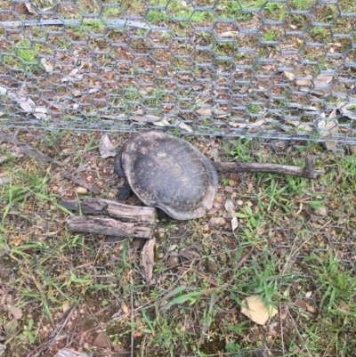 Chelodina longicollis (Eastern Long-necked Turtle) at Gungahlin, ACT - 17 Oct 2016 by JasonC