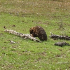 Tachyglossus aculeatus (Short-beaked Echidna) at Gungahlin, ACT - 6 Oct 2016 by Holly7