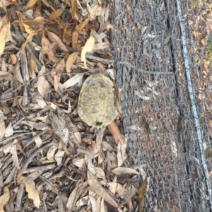 Chelodina longicollis at Gungahlin, ACT - 17 Oct 2016 03:18 PM