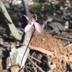 Caladenia fuscata (Dusky fingers) at Point 5829 - 17 Oct 2016 by Nige