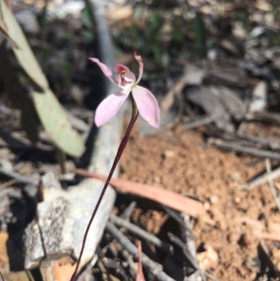 Caladenia fuscata (Dusky Fingers) at Bruce, ACT - 17 Oct 2016 by Nige