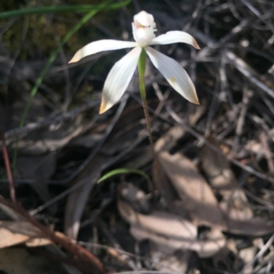 Caladenia ustulata (Brown Caps) at O'Connor, ACT - 17 Oct 2016 by Nige