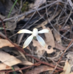 Caladenia ustulata at O'Connor, ACT - suppressed