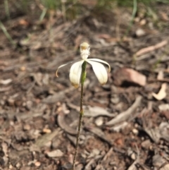 Caladenia ustulata (Brown Caps) at Bruce, ACT - 17 Oct 2016 by Nige