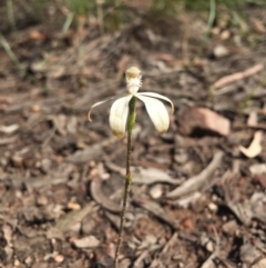 Caladenia ustulata (Brown Caps) at Bruce Ridge - 17 Oct 2016 by Nige