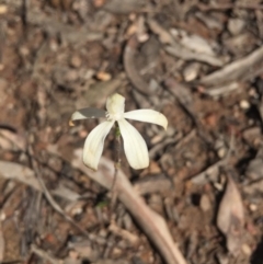 Caladenia ustulata at Point 5829 - 17 Oct 2016