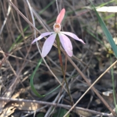 Caladenia fuscata (Dusky Fingers) at O'Connor, ACT - 17 Oct 2016 by Nige