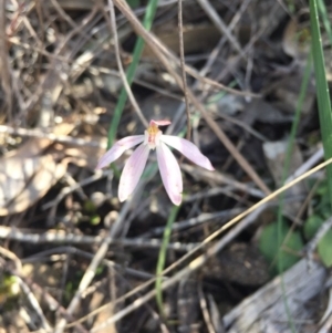 Caladenia fuscata at O'Connor, ACT - 17 Oct 2016