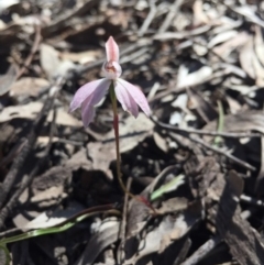 Caladenia fuscata (Dusky Fingers) at Bruce, ACT - 17 Oct 2016 by Nige