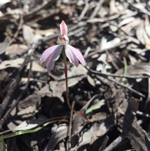 Caladenia fuscata at Point 5829 - 17 Oct 2016