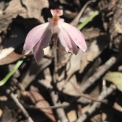 Caladenia fuscata at Point 5829 - 17 Oct 2016