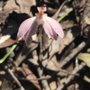 Caladenia fuscata at Point 5829 - 17 Oct 2016