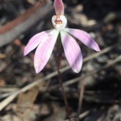 Caladenia fuscata (Dusky Fingers) at O'Connor, ACT - 17 Oct 2016 by Nige