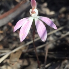 Caladenia fuscata (Dusky Fingers) at Bruce Ridge - 17 Oct 2016 by Nige