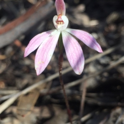 Caladenia fuscata (Dusky Fingers) at Bruce Ridge - 17 Oct 2016 by Nige