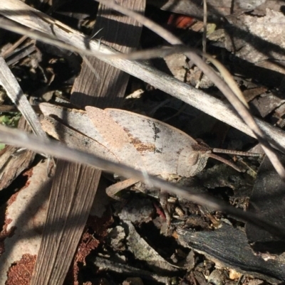 Goniaea australasiae (Gumleaf grasshopper) at Bruce Ridge - 17 Oct 2016 by Nige