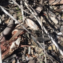 Goniaea australasiae at O'Connor, ACT - 17 Oct 2016 03:50 PM