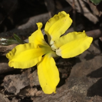 Goodenia hederacea subsp. hederacea (Ivy Goodenia, Forest Goodenia) at O'Connor, ACT - 17 Oct 2016 by Nige