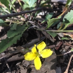 Goodenia hederacea subsp. hederacea at O'Connor, ACT - 17 Oct 2016