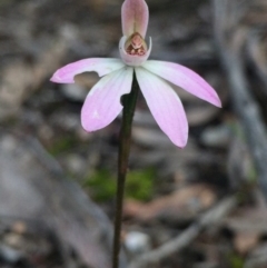 Caladenia fuscata (Dusky Fingers) at Bruce, ACT - 17 Oct 2016 by Nige