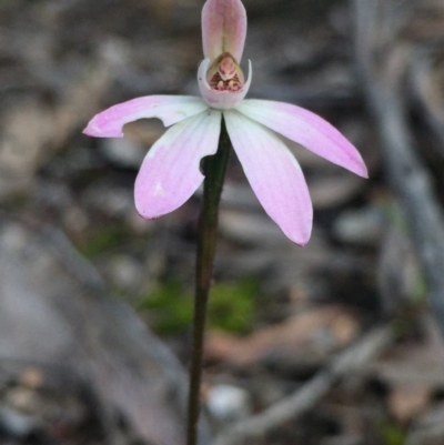 Caladenia fuscata (Dusky Fingers) at Bruce, ACT - 17 Oct 2016 by Nige