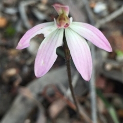 Caladenia fuscata at Undefined Area - suppressed