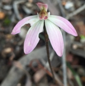 Caladenia fuscata at Point 5829 - 17 Oct 2016