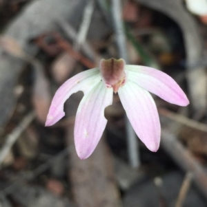 Caladenia fuscata at Undefined Area - suppressed