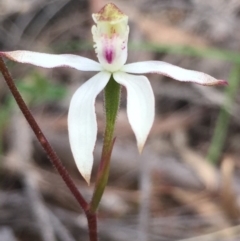 Caladenia moschata (Musky Caps) at Bruce, ACT - 17 Oct 2016 by Nige
