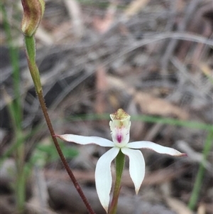 Caladenia moschata at Point 5829 - 17 Oct 2016