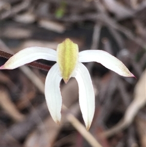 Caladenia moschata at Point 5829 - 17 Oct 2016