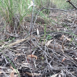 Caladenia moschata at Point 5829 - 17 Oct 2016