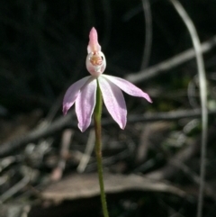 Caladenia carnea (Pink Fingers) at Bruce, ACT - 17 Oct 2016 by Nige