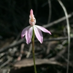 Caladenia carnea (Pink Fingers) at Point 5829 - 17 Oct 2016 by Nige