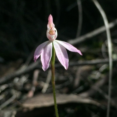Caladenia carnea (Pink Fingers) at Point 5829 - 17 Oct 2016 by Nige