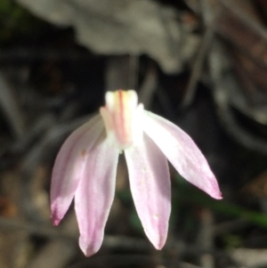 Caladenia carnea at Point 5829 - 17 Oct 2016