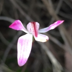 Caladenia fuscata (Dusky Fingers) at Bruce Ridge - 17 Oct 2016 by Nige